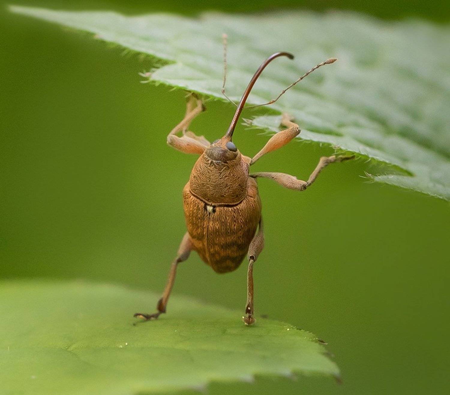 жук, долгоносик, крыша, лист, Наталия Сытина