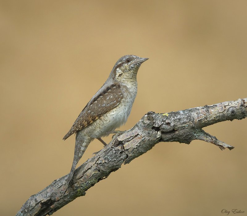 птицы вертишейка Вертишейка фото превью