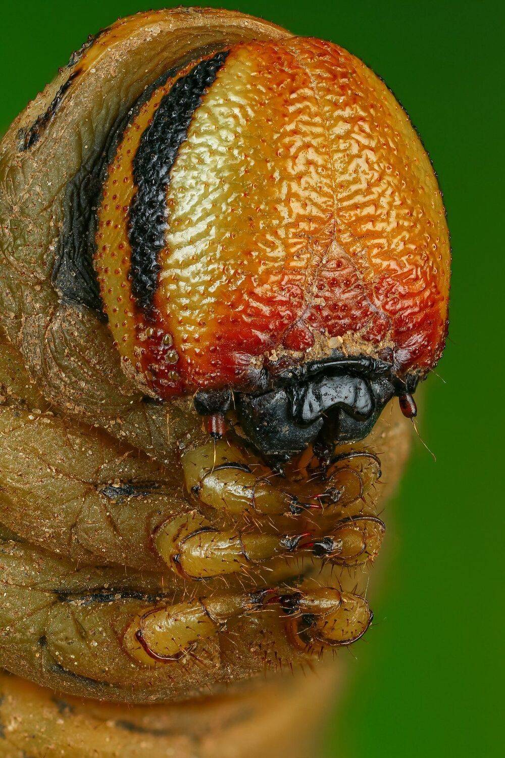 гусеница,макро,природа,портрет,цвет,красный,зеленый, Андрей Шаповалов