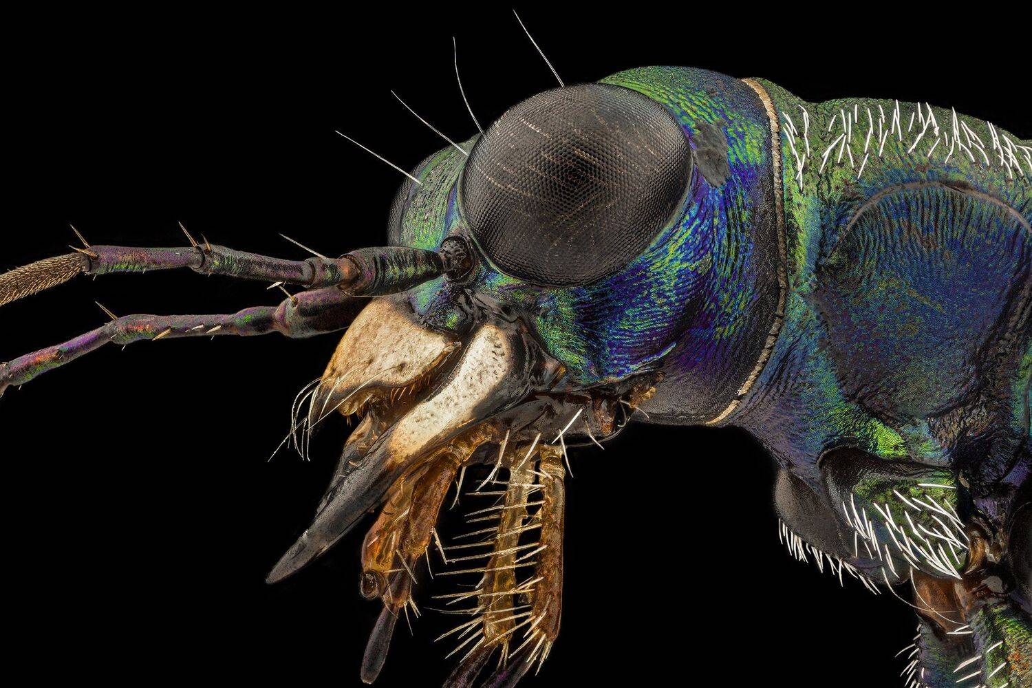 ceclii, macro, nikon d3400, lomo 3.7, Tsvetan Ganev