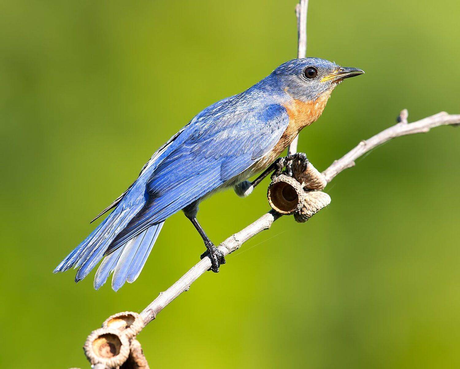 восточная сиалия, eastern bluebird, bluebird, Elizabeth Etkind