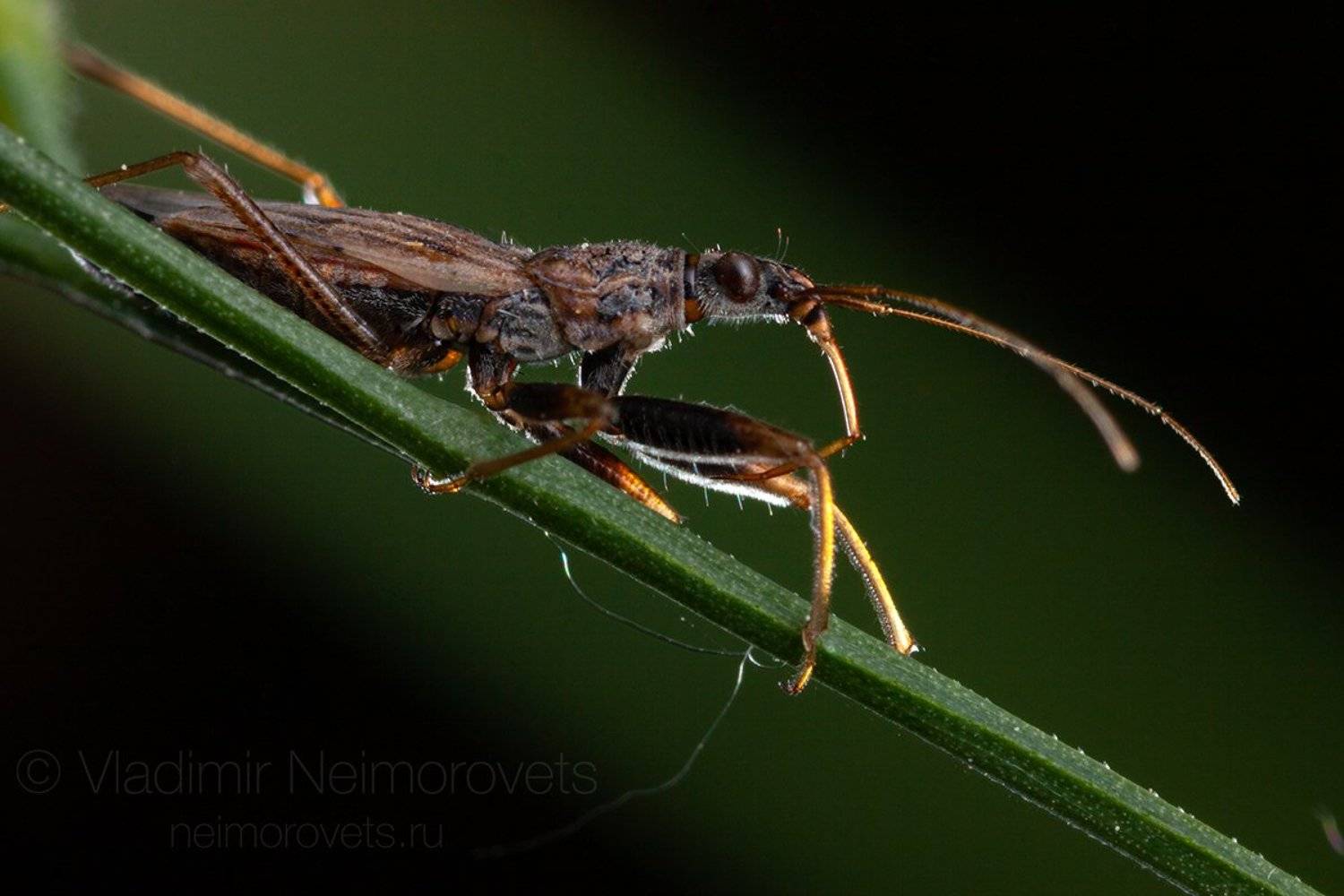 damsel bug, Nabis, heteroptera, predator, true bug, Gatchina district, Leningrad Region, Russia., Владимир Нейморовец