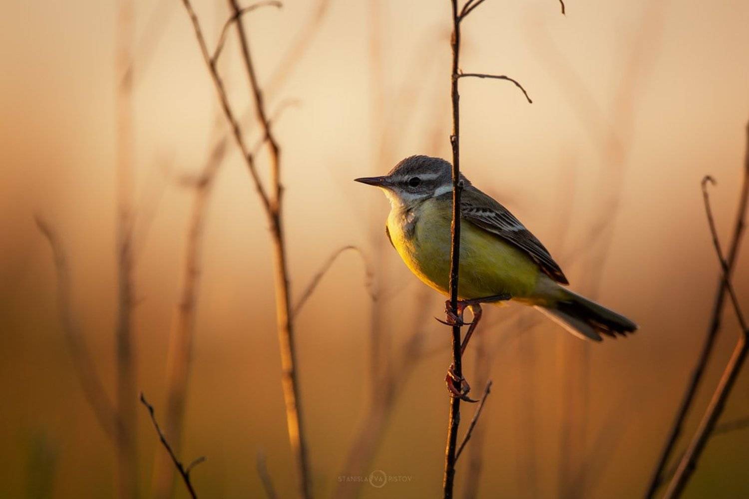 , Станислав Аристов