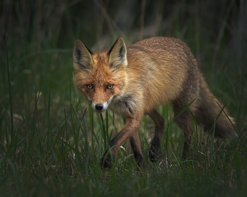 real wildlife, wildlife, nature, forest, wildlife photographer, red fox, animal photography, лиса, дикая природа, sa_travelmedia, природа, fox, \