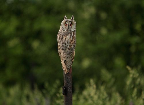 Ушастая сова