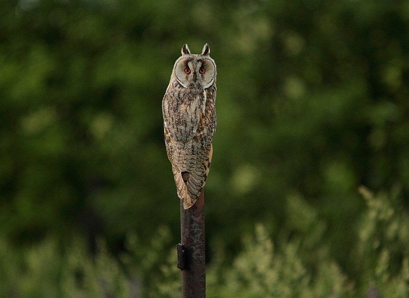 животные птицы ушастая сова вечер Ушастая сова фото превью