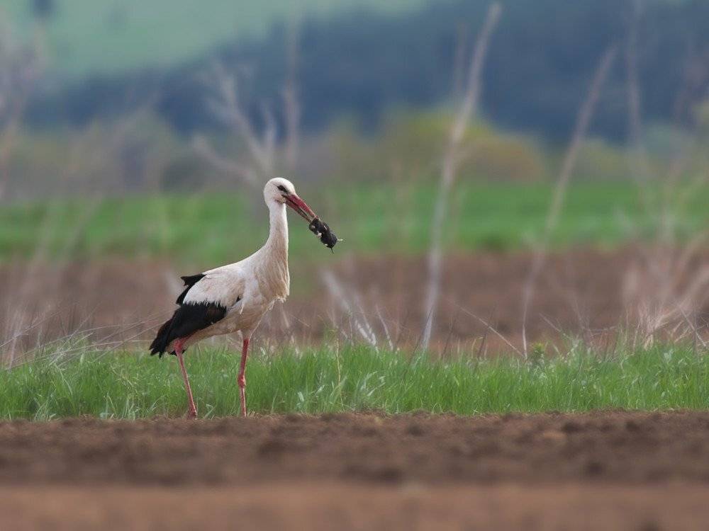 , Георги Славов