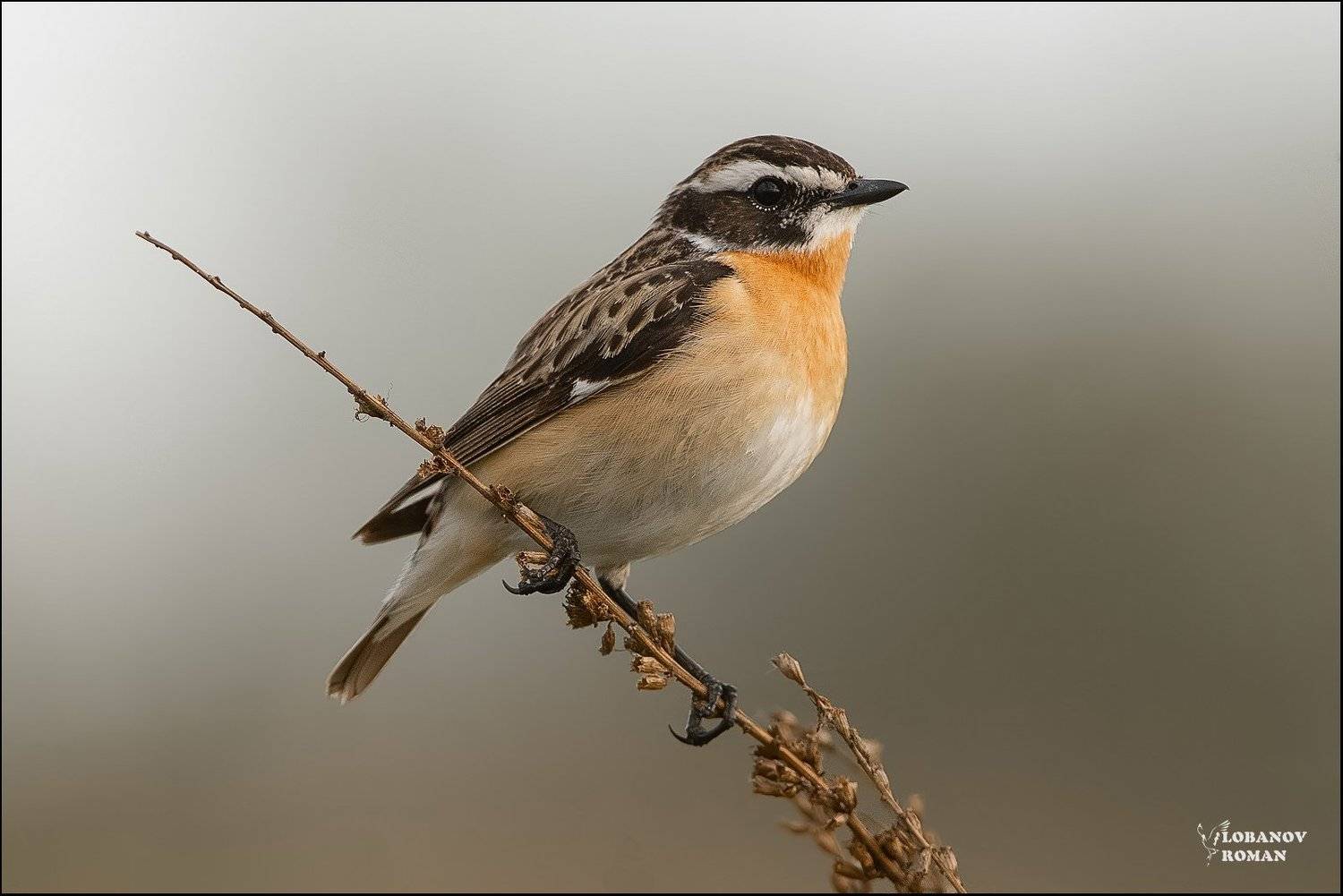Птицы Чекан Сергиев Посад Лобанов Пересвет, Lobanov Roman