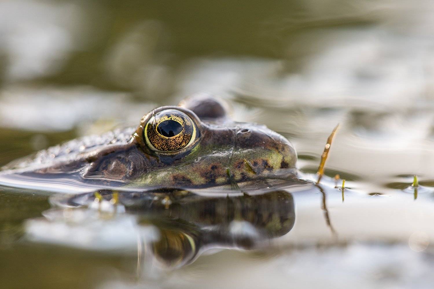 , Илья Михеев