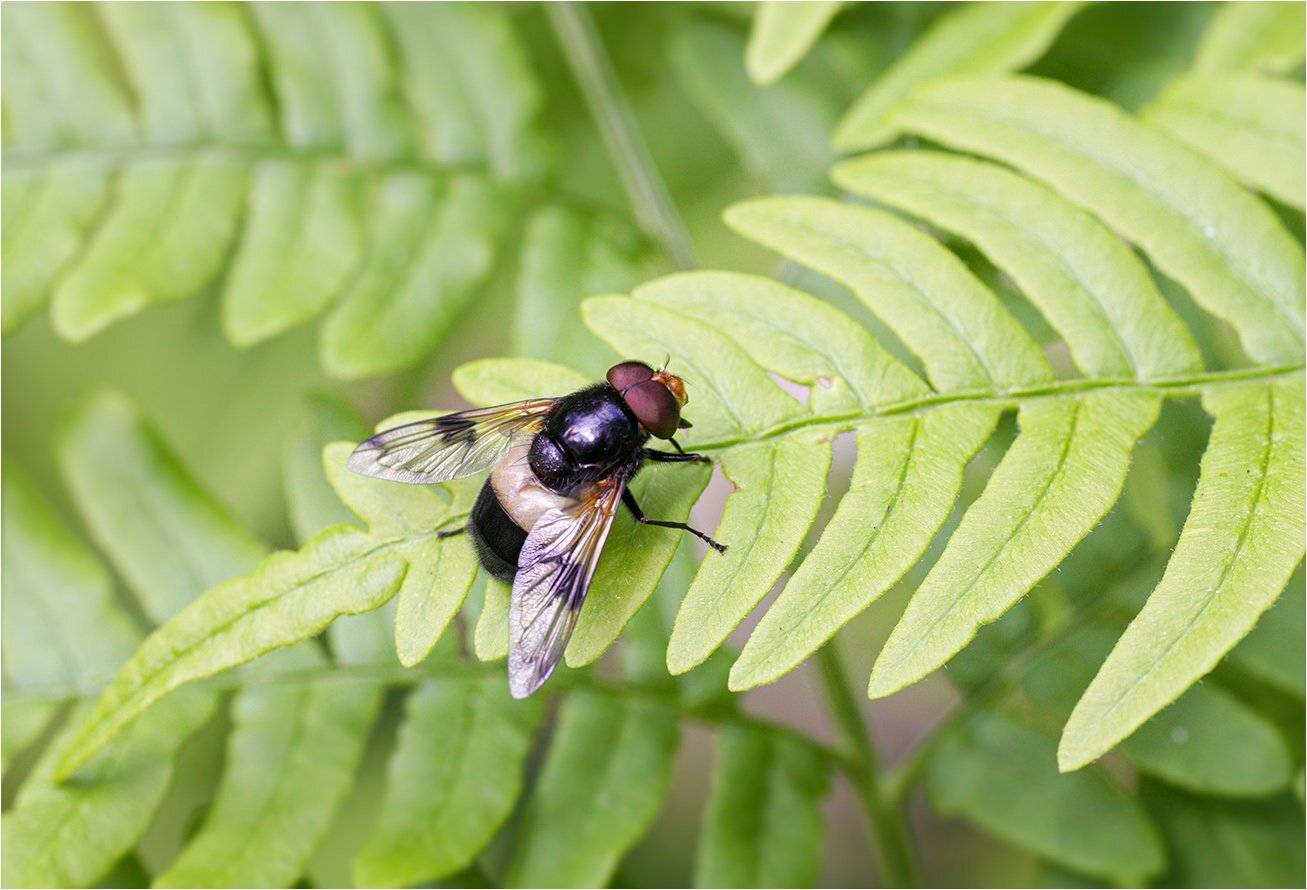 журчалка, КарОл