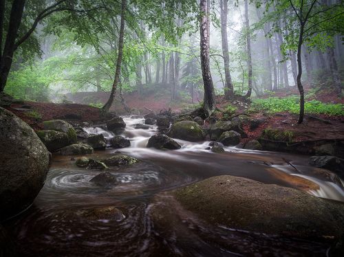 Rainy June in the woods