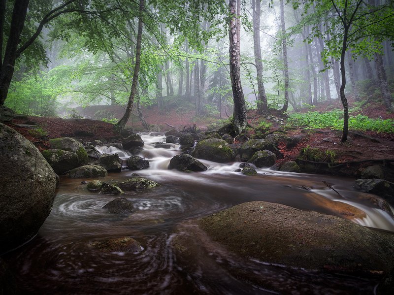 Rainy June in the woods