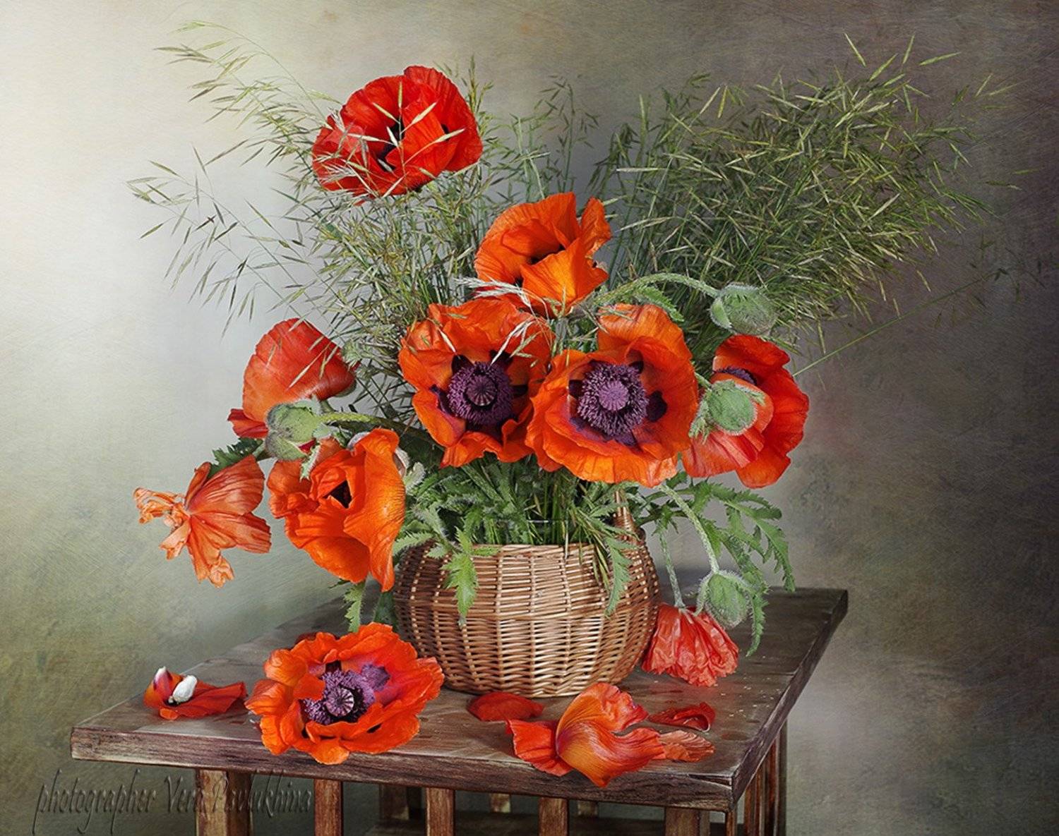 маки,натюрморт,цветы,июнь,вера павлухина,, Вера  Павлухина