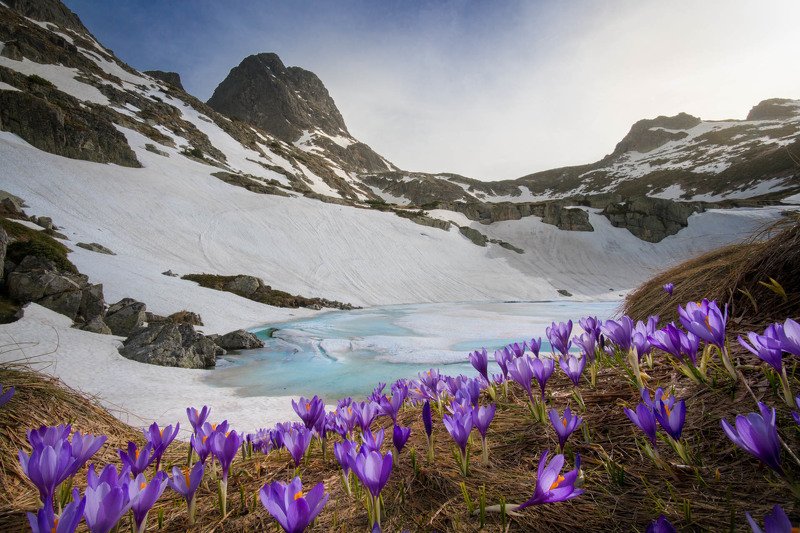 #spring #malyovitsa #bulgaria #crocuses The magic of the Spring фото превью