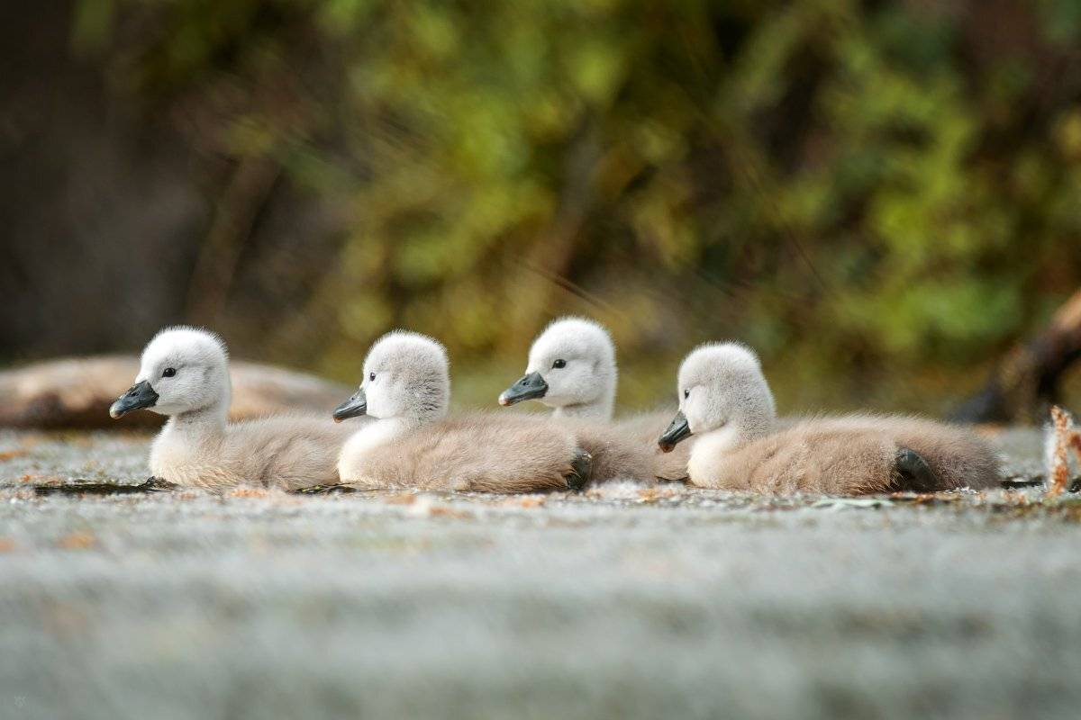 swan, birds, wildlife, Wojciech Grzanka