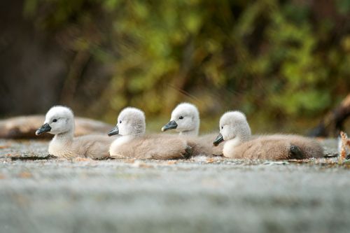A new generation