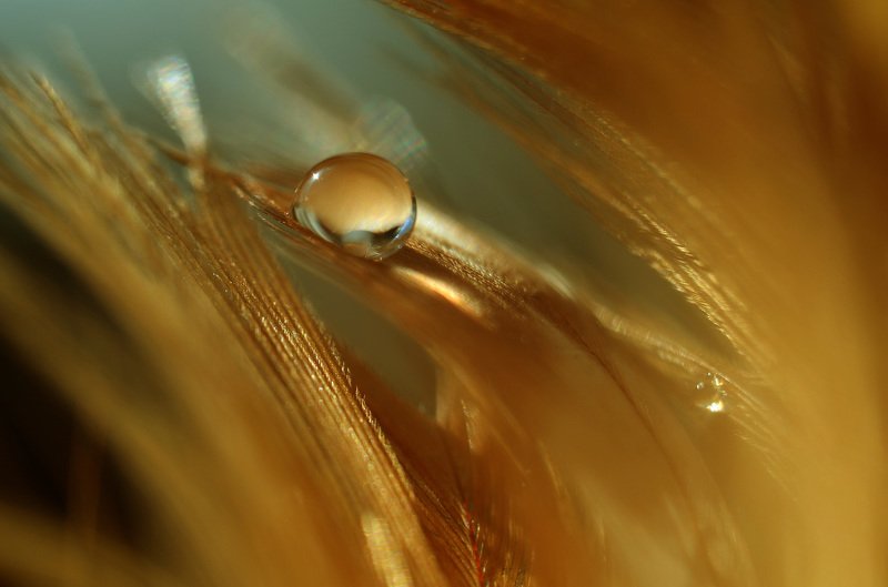 Капля и перо фото превью