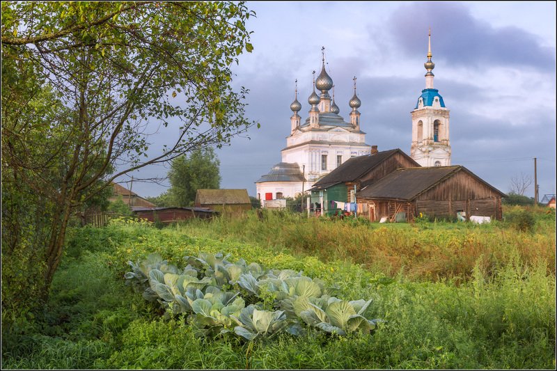 Про капусту фото превью