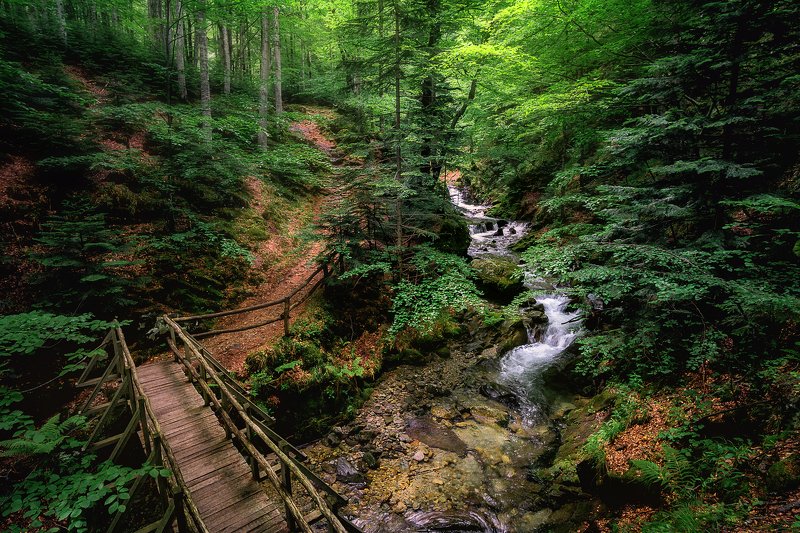 Forest dreams фото превью