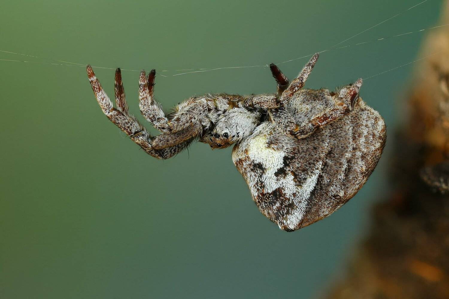 паук,макро,природа,растение,цвет,синий,животное, Андрей Шаповалов