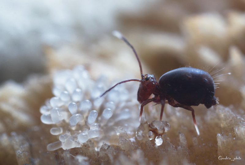 коллембола, супермакро, природа, лес, фауна, макромир, красота Завтрак фото превью