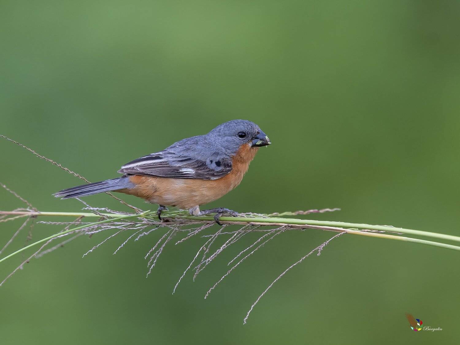 , Fernando Burgalin Sequeira