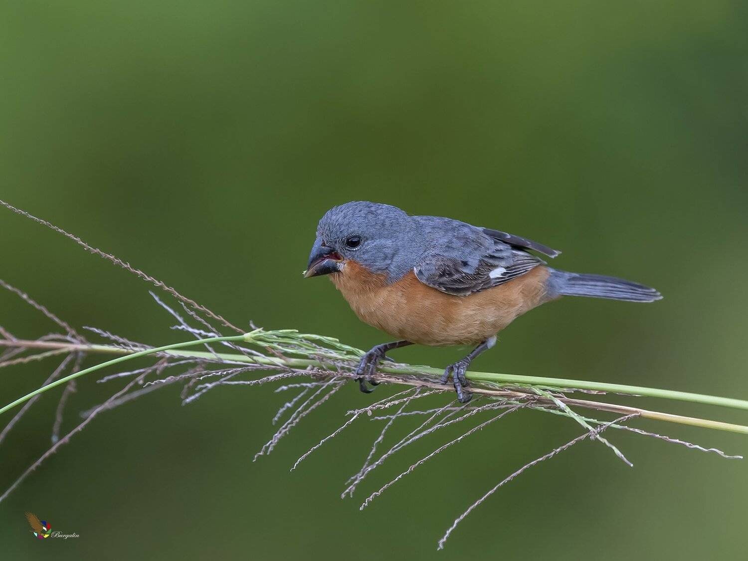 , Fernando Burgalin Sequeira