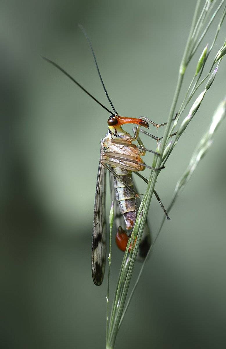 , Галина Горькавая