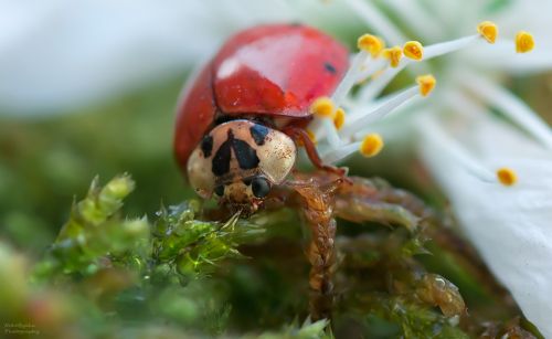 Божья коровка и последний вишневый цветок