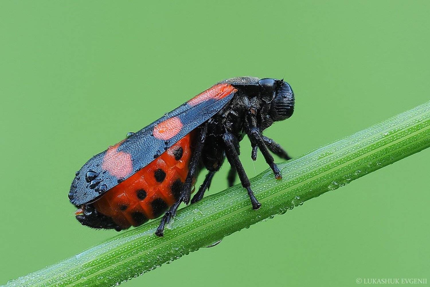 , Евгений Лукашук