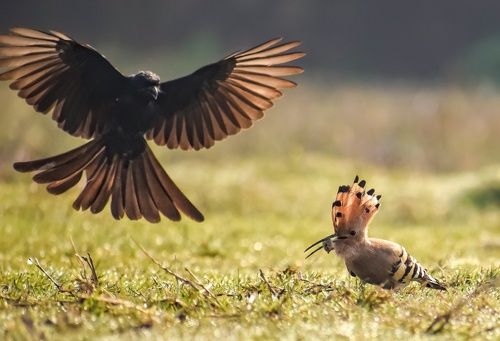 The hard worker and the snatcher