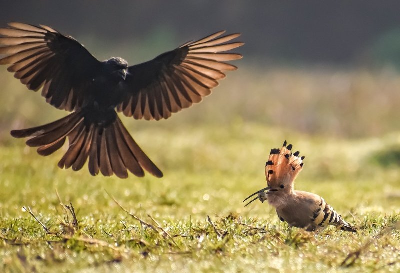 birds wildlife The hard worker and the snatcher фото превью