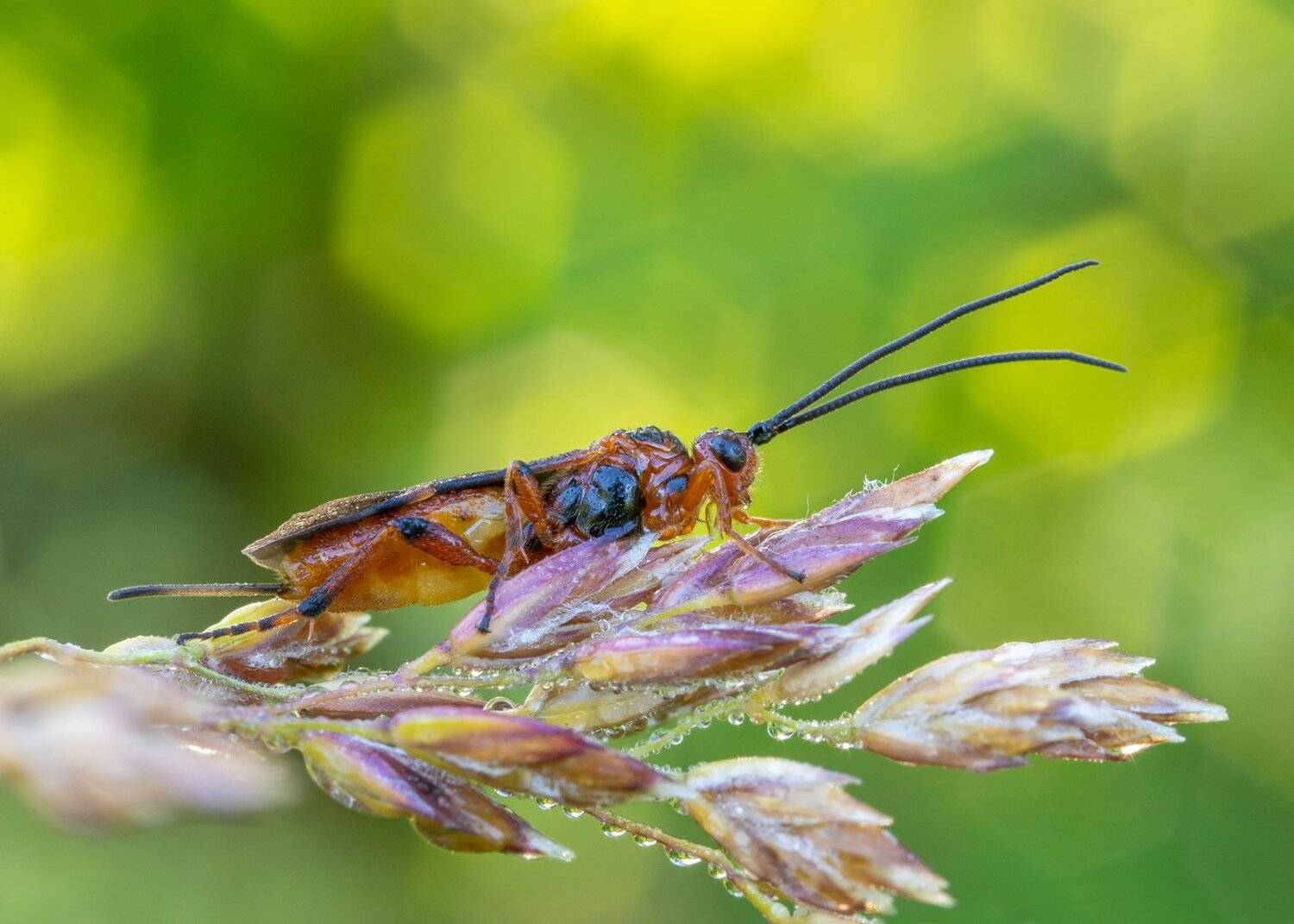 , Кузнецов Дмитрий