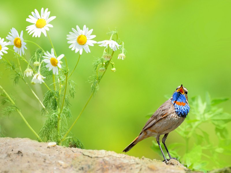 природа, фотоохота, варакушка, птицы, животные, цветы, лето Летние напевы фото превью