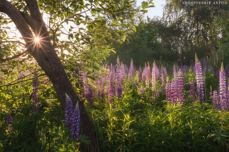 Sunrise in Moscow region | Подмосковье фото превью