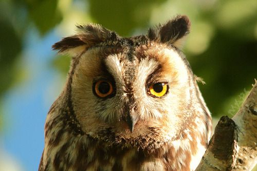 Взгляд ушастой