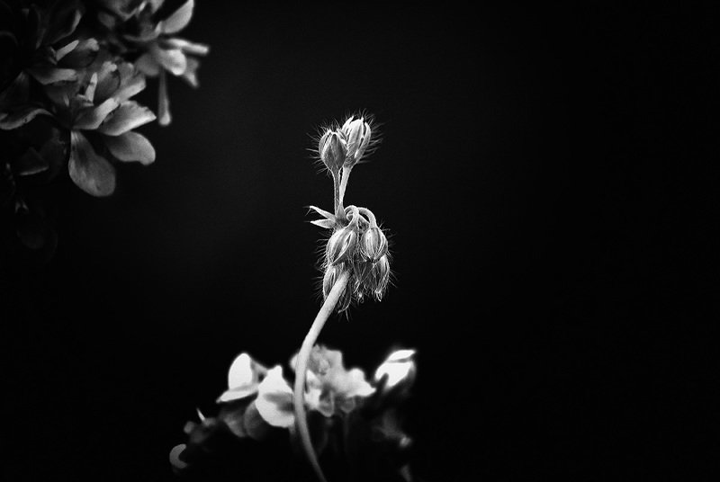 Июнь. В парке фото превью