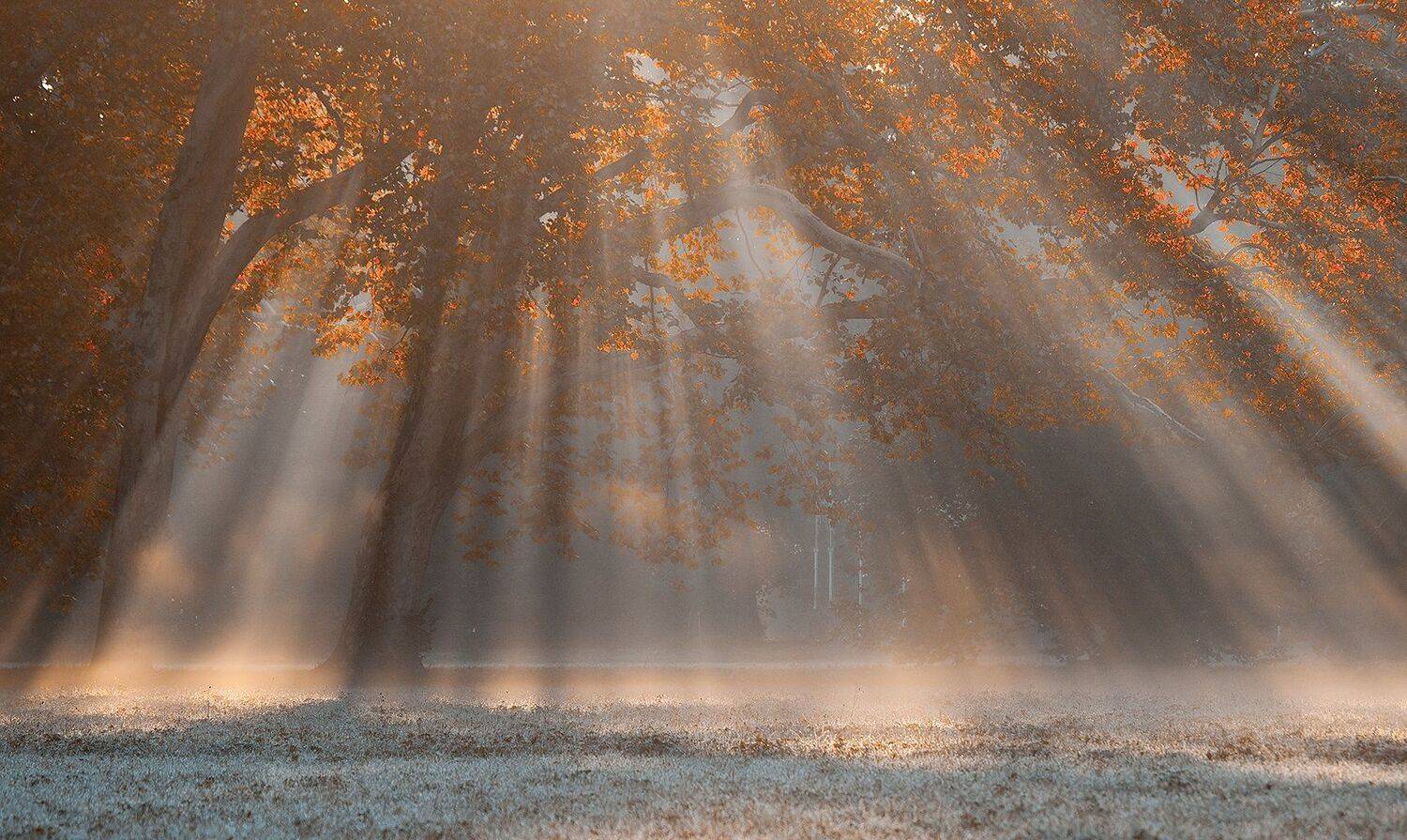 dawn, Robert Adamec