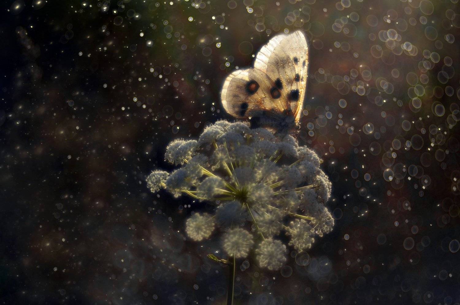 макро, насекомые, бабочка, апполон, красная книга, макро мир, макросъемка, лето, боке,, Эля Draw