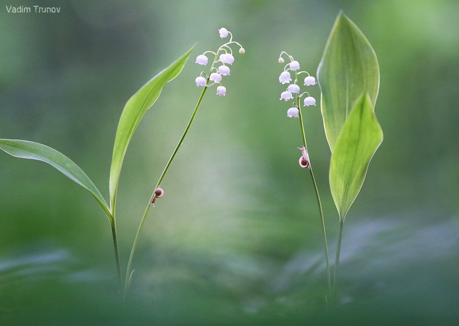 , Вадим Трунов