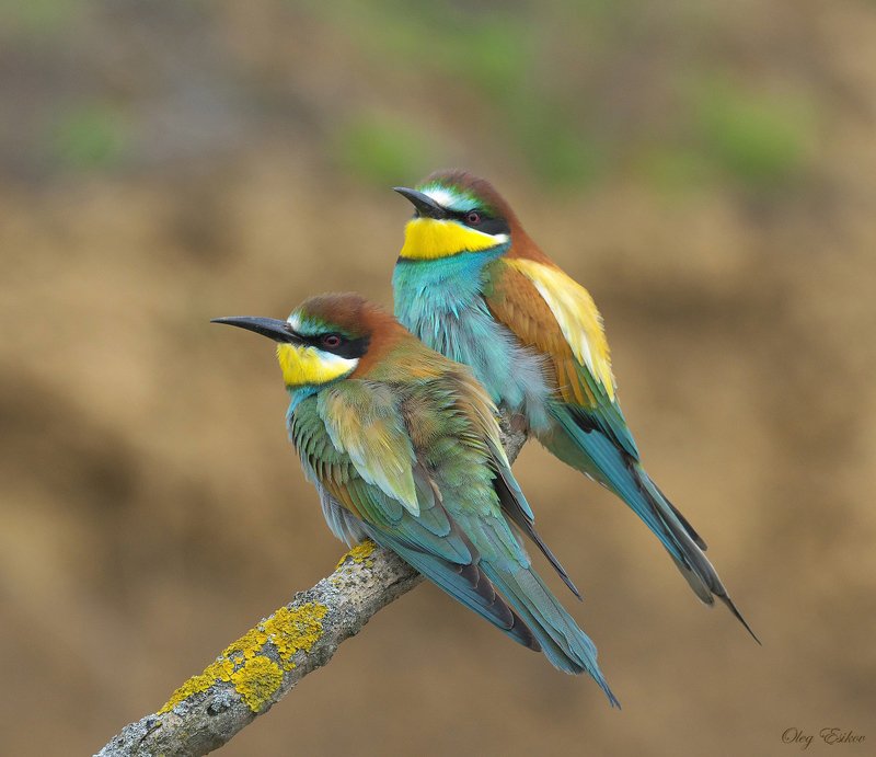 птицы, золотистая щурка Три недели из жизни золотистых щурок фото превью
