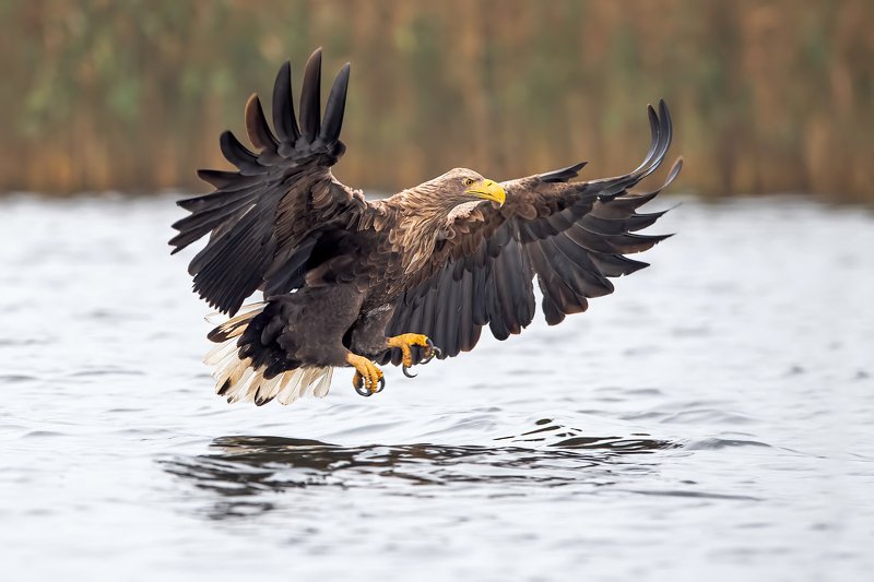 Bielik orzeł, drapieżnik, ptak drapieżny Bielik orzeł фото превью