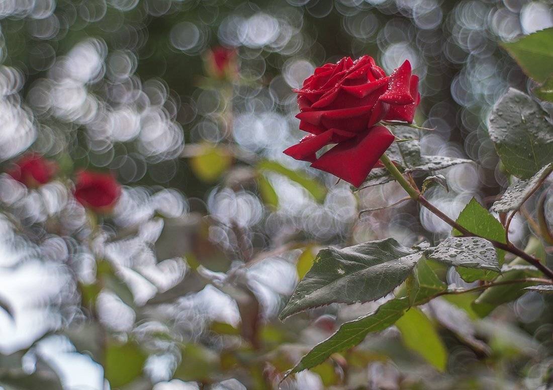 Юпитер 8, роза, Чепленко Алексей