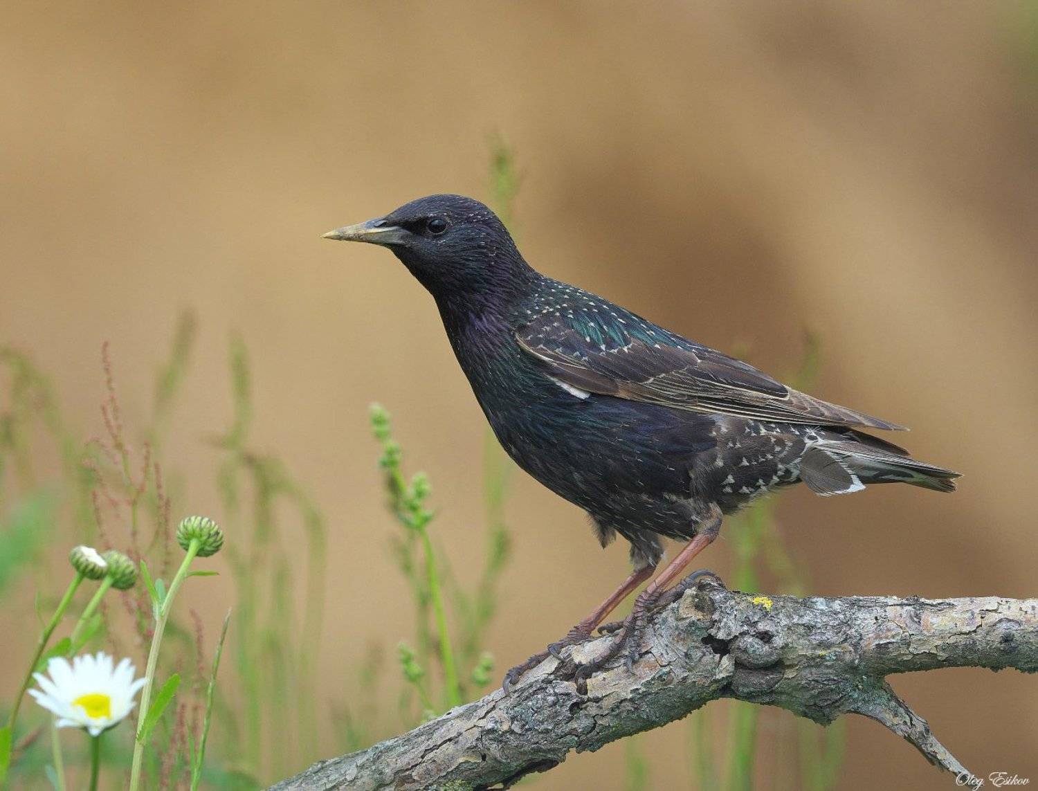 птицы, скворец, Олег Есиков