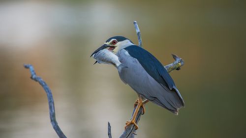 О рыбаке и рыбке