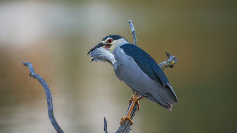 кваква, утро О рыбаке и рыбке фото превью