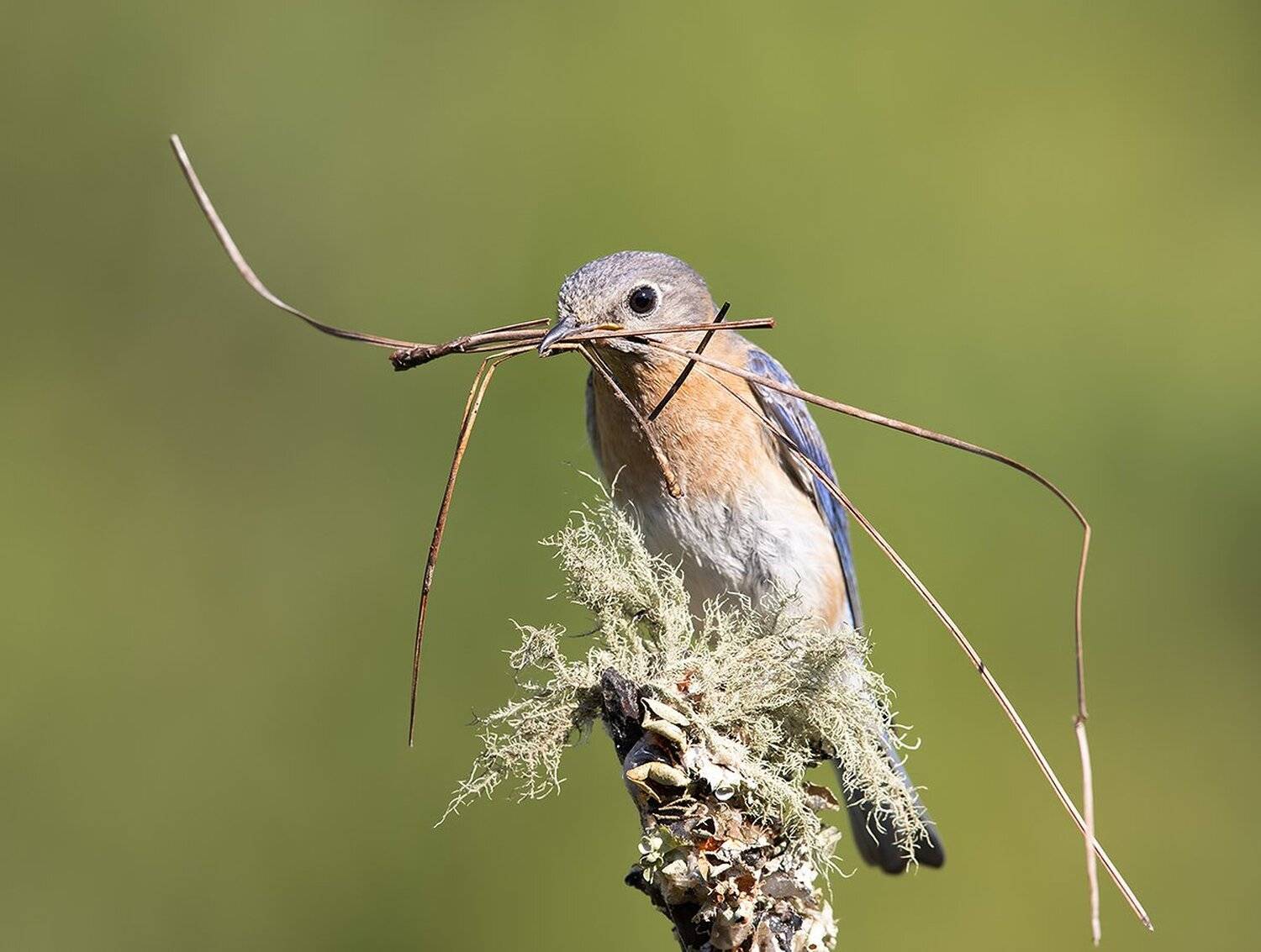 восточная сиалия, eastern bluebird,bluebird, Elizabeth Etkind