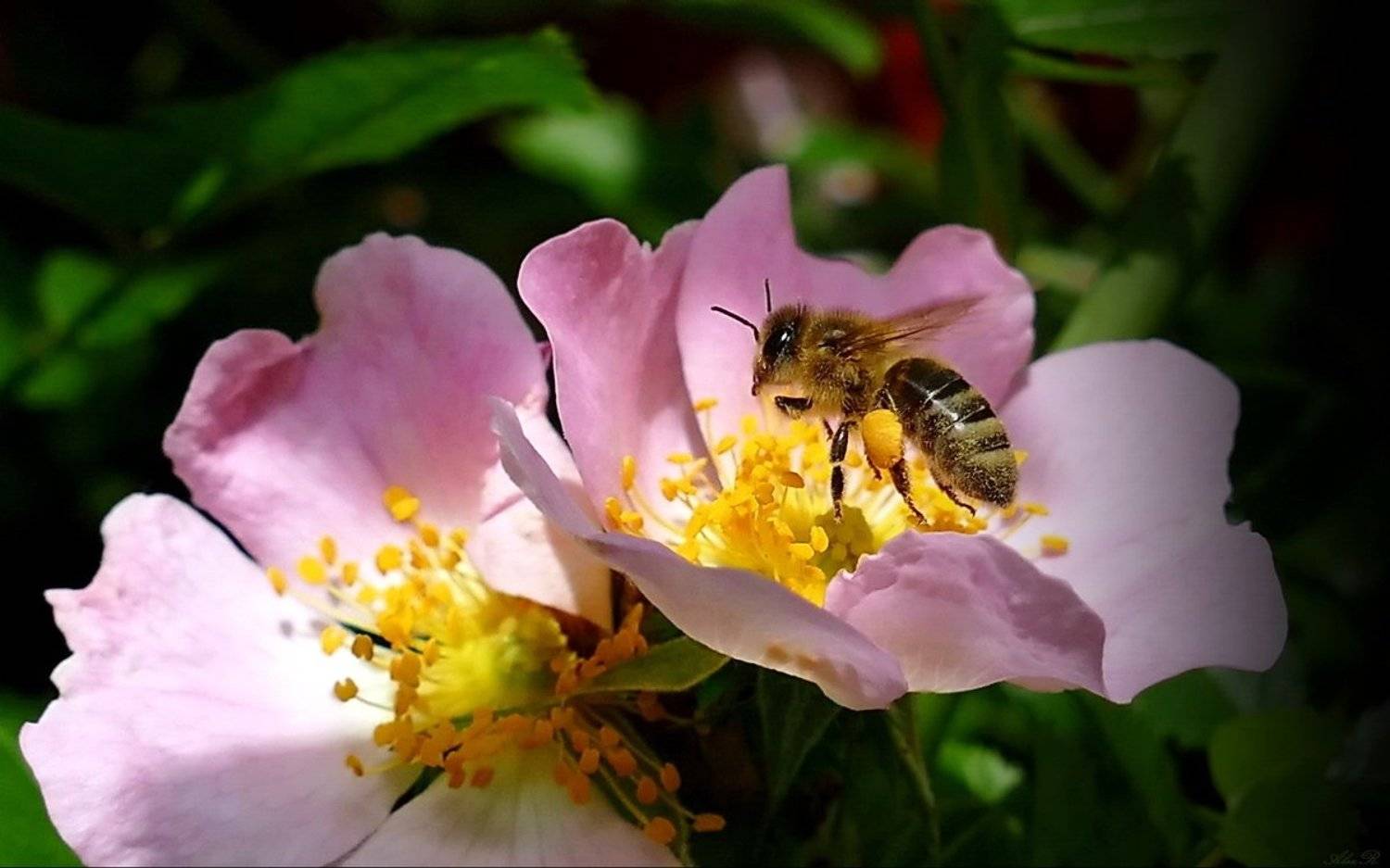 , Razgulyaev Aleksandr