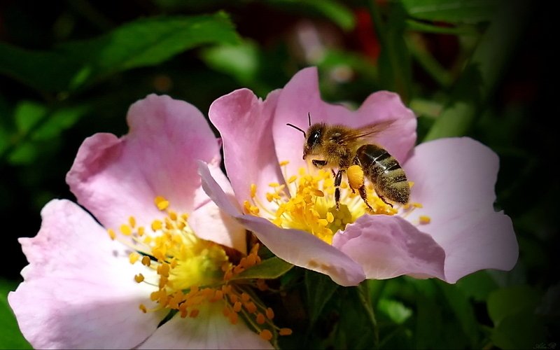 Пчелка фото превью