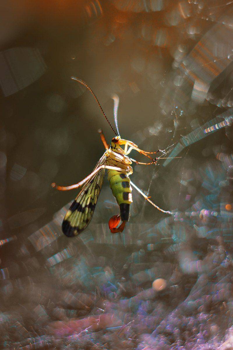 , Галина Горькавая